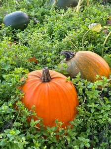 Admit 1 Pumpkin